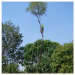 Mosman Park tree removals