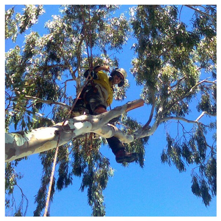 tree removals perth